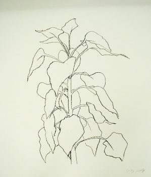 Ellsworth Kelly, Sunflower II, One color lithograph, 37 x 29 in. (94.0 x 73.7 cm), Collection of the UCLA Grunwald Center for the Graphic Arts, Hammer Museum,
Los Angeles, California; Gift of Gemini, G.E.L.