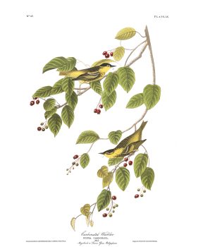 John James Audubon, Carbonated Warbler, Plate 60, 2019, digital print on cold press paper, Overall: 42 × 35 1/4in. (106.7 × 89.5cm), Collection of Art in Embassies, Washington, D.C.;Carbonated Warbler, Plate 60.Courtesy of the John James Audubon Center at Mill Grove in Audubon, Pennsylvania, and the Montgomery County Audubon Collection.