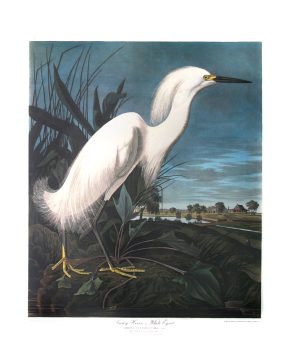 John James Audubon, Snowy Heron, Poster, Overall: 40 1/2 x 27 1/2 x 1 1/4 in. (102.9 x 69.9 x 3.2 cm), Collection of Art in Embassies, Washington, D.C.