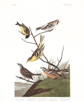 John James Audubon, Arkansas Siskin, Plate 400, 2019, digital print on cold press paper, Overall: 42 × 35 1/4in. (106.7 × 89.5cm), Collection of Art in Embassies, Washington, D.C.;Arkansas Siskin, Plate 400.Courtesy of the John James Audubon Center at Mill Grove in Audubon, Pennsylvania, and the Montgomery County Audubon Collection.