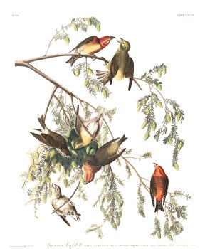 John James Audubon, American Crossbill, Plate 197, 2019, digital print on cold press paper, Overall: 42 × 35 1/4in. (106.7 × 89.5cm), Collection of Art in Embassies, Washington, D.C.; American Crossbill, Plate 197.Courtesy of the John James Audubon Center at Mill Grove in Audubon, Pennsylvania, and the Montgomery County Audubon Collection.