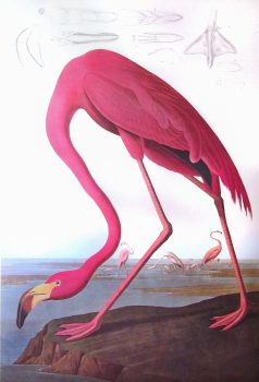 John James Audubon, American Flamingo, #87, Poster, Overall: 40 1/2 x 27 1/2 x 1 1/4 in. (102.9 x 69.9 x 3.2 cm), Courtesy of Art in Embassies, Washington, D.C.