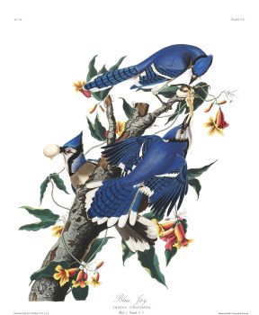 John James Audubon, Blue Jay, Plate 102, Digital print on cold press paper, Other: 42 × 35 1/4in. (106.7 × 89.5cm), Collection of Art in Embassies, Washington, D.C.; Blue Jay Plate 102. Courtesy of the John James Audubon Center at Mill Grove in Audubon, Pennsylvania, and the Montgomery County Audubon Collection