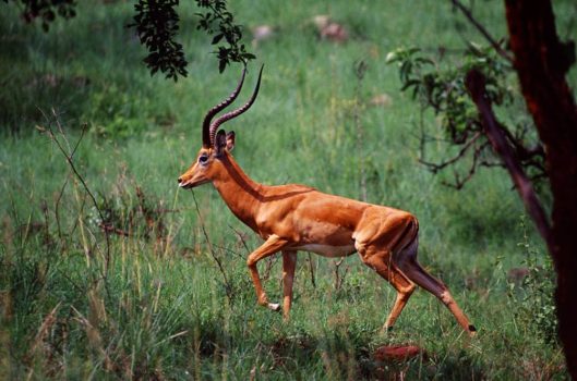 David Pluth, Akagera Impala, Photographic color print on metallic paper, 15 3/4 x 23 5/8 in. (40 x 60 cm),
