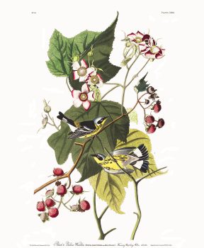 John James Audubon, Black and Yellow Warbler, Plate 123, Digital print on cold press paper, Other: 42 × 35 1/4in. (106.7 × 89.5cm), Collection of Art in Embassies, Washington, D.C.; Black and Yellow Warbler Plate 123.Courtesy of the John James Audubon Center at Mill Grove in Audubon, Pennsylvania, and the Montgomery County Audubon Collection