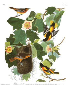 John James Audubon, Baltimore Oriole, Plate 12, Digital print on cold press paper, Other: 42 × 35 1/4in. (106.7 × 89.5cm), Collection of Art in Embassies, Washington, D.C.; Baltimore Oriole Plate 12. Courtesy of the John James Audubon Center at Mill Grove in Audubon, Pennsylvania, and the Montgomery County Audubon Collection