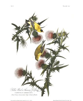 John James Audubon, Yellow Goldfinch, Plate 33, digital print on cold press paper, Other: 42 × 35 1/4in. (106.7 × 89.5cm), Collection of Art in Embassies, Washington, D.C.;Yellow Goldfinch, Plate 33.Courtesy of the John James Audubon Center at Mill Grove in Audubon, Pennsylvania, and the Montgomery County Audubon Collection.